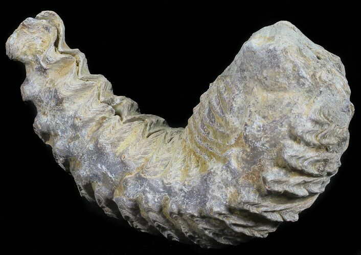Cretaceous Fossil Oyster (Rastellum) - Madagascar #54482